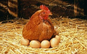 Hen-eggs_1370969c-300x187.jpg